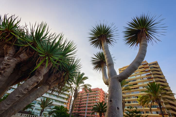 Palm trees and hotel buildings at Puerto de la Kruz